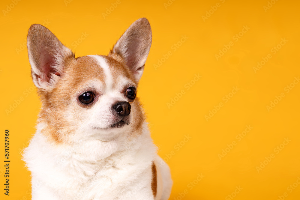 portrait of a chihuahua dog on a yellow background portrait of a chihuahua dog on a yellow background