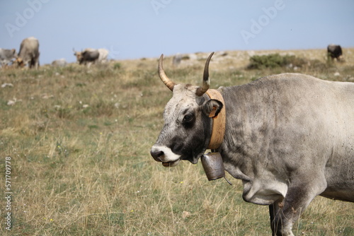 Fototapeta Naklejka Na Ścianę i Meble -  Gray alpine cattle