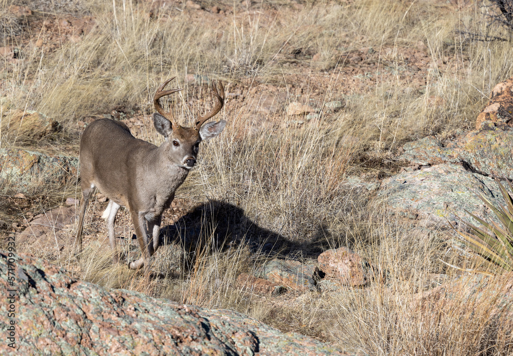 Coues Whitetail Deer Buck in the Chiricahua National Monument Arizona in Winter Coues Whitetail Deer Buck in the Chiricahua National Monument Arizona in Winter