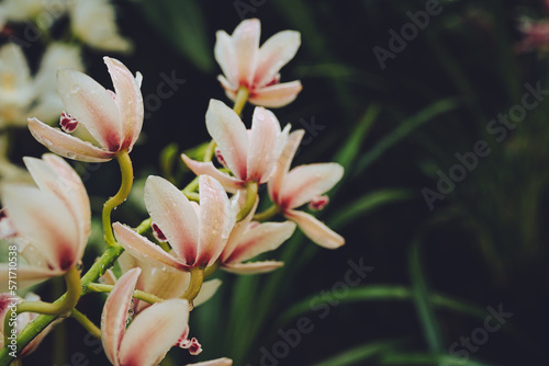 Branch of orchids  Ophrys Cymbidium . Beautiful flowers in botanical garden