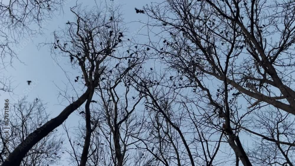 Flock Of Birds Fly Away Simultaneously Cold Winter Day, Birds And Trees Silhouettes Flock Of Birds Fly Away Simultaneously Cold Winter Day, Birds And Trees Silhouettes