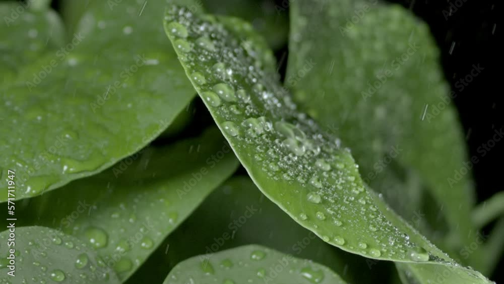 Detail shot of rain falls down on green leaves making them trembling and raindrops roll down on them on black background | Natural skin moisturizing cosmetics commercial Detail shot of rain falls down on green leaves making them trembling and raindrops roll down on them on black background | Natural skin moisturizing cosmetics commercial