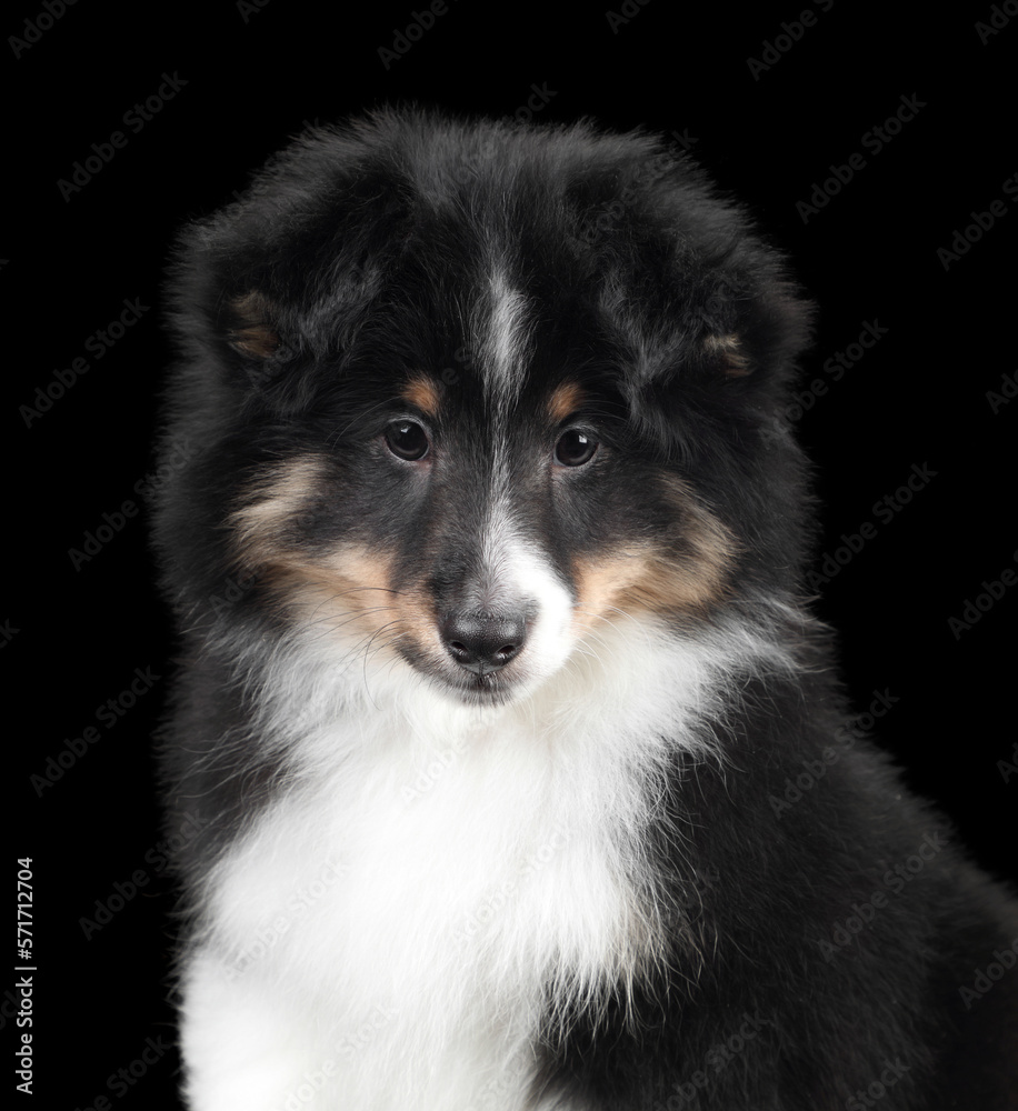 Cute fluffy sheltie puppy, closeup portrait Cute fluffy sheltie puppy, closeup portrait
