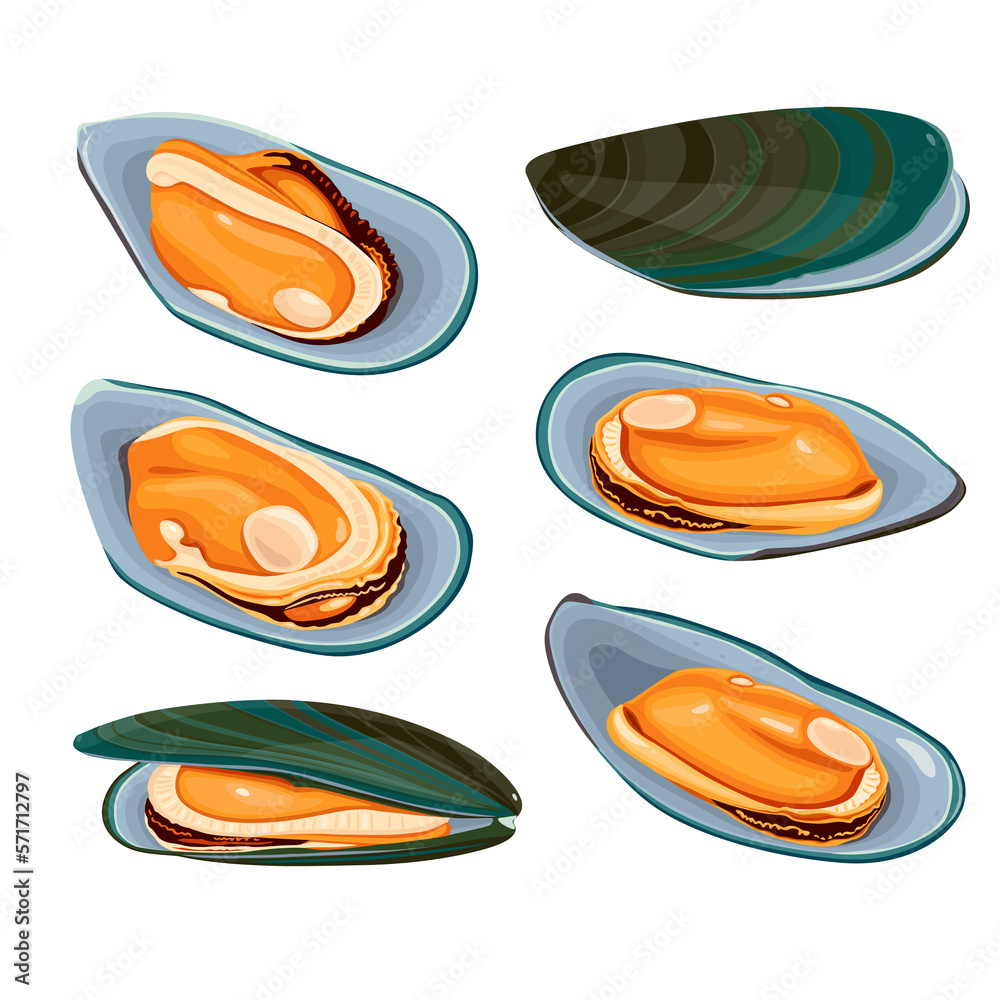 Green Shell mussels isolated on white background, Fresh New Zealand mussels on illustration vector isolated on white background.
