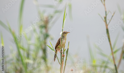 A winding cisticola perched on a branch in a wetland