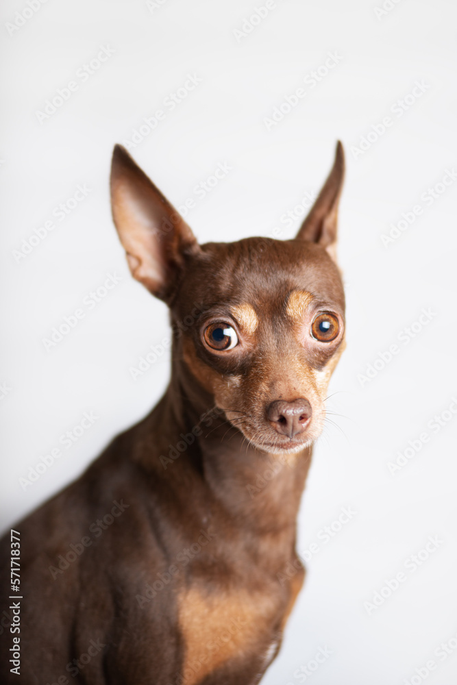 Portrait of a very smart dog in the studio, white background Portrait of a very smart dog in the studio, white background