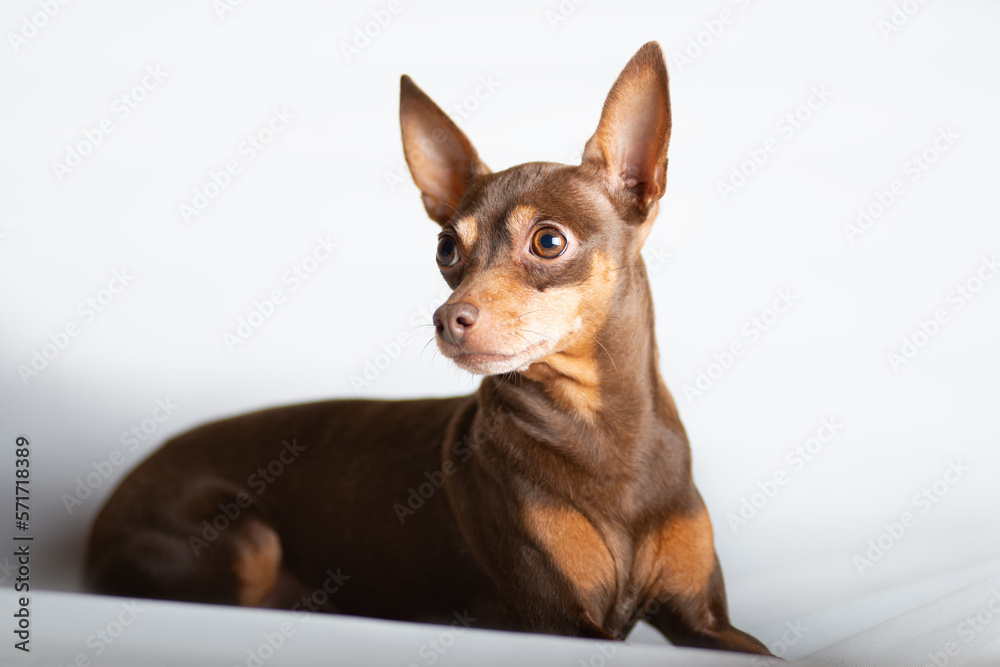 Portrait of a very smart dog lying in the studio, white background Portrait of a very smart dog lying in the studio, white background
