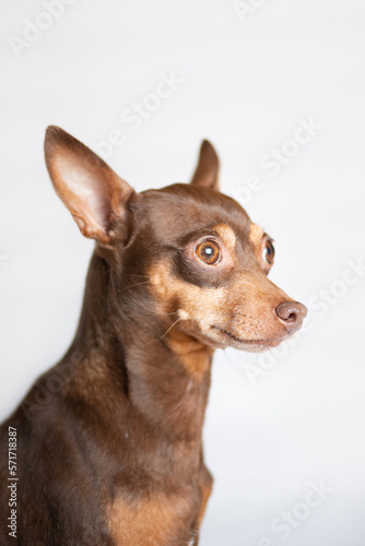 Portrait of a very smart dog in the studio, white background