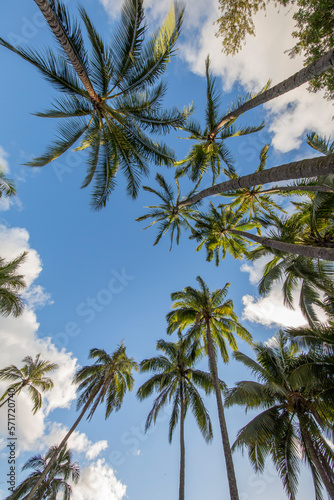 Palms and Sky