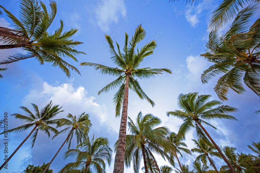 Palms and Sky Palms and Sky