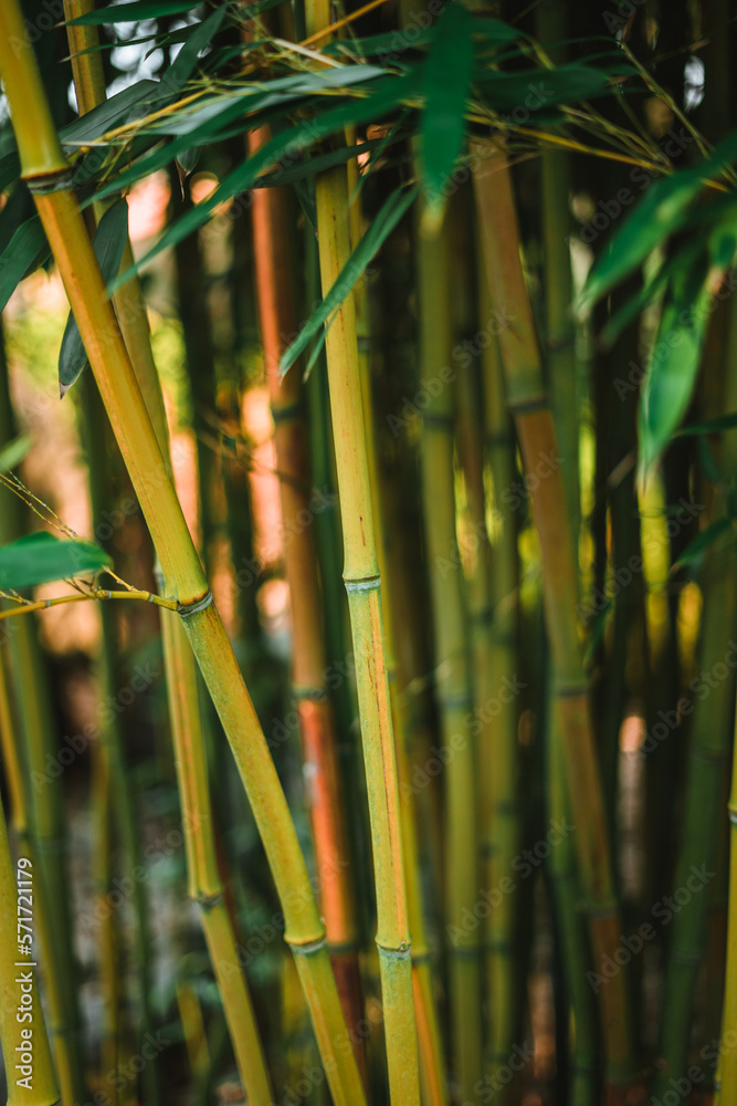Obraz premium Bamboo in a chinese garden at spring, in Germany
