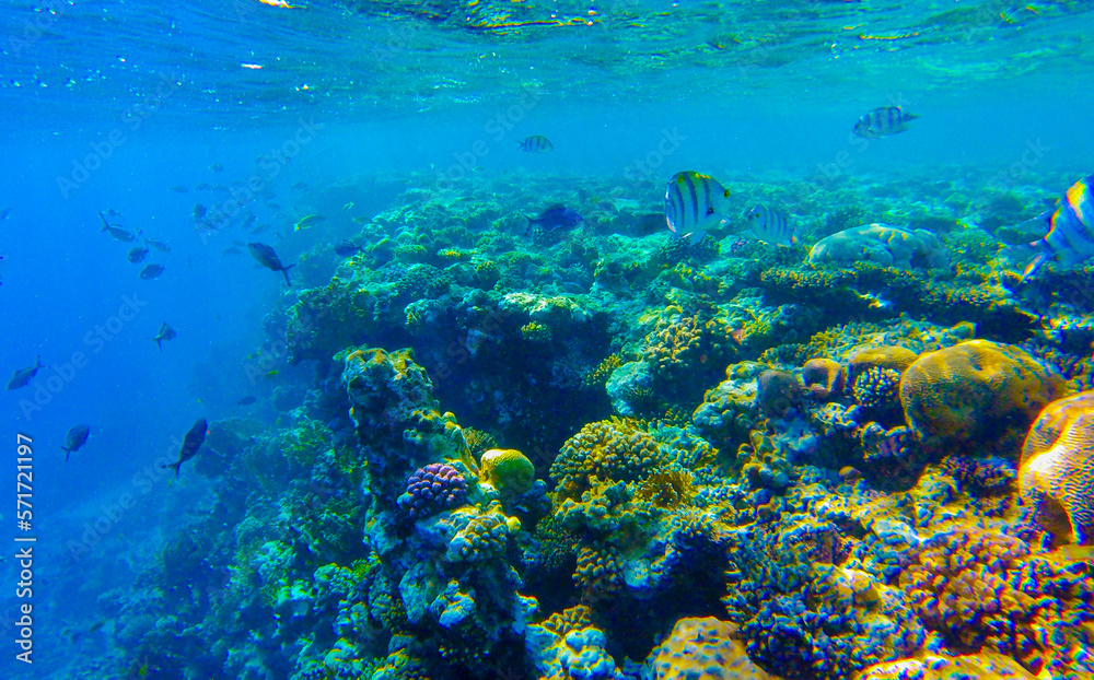 beautiful underwater world of coral reef d in the red sea in egypt.beautiful background with coral reef and fish underwater beautiful underwater world of coral reef d in the red sea in egypt.beautiful background with coral reef and fish underwater