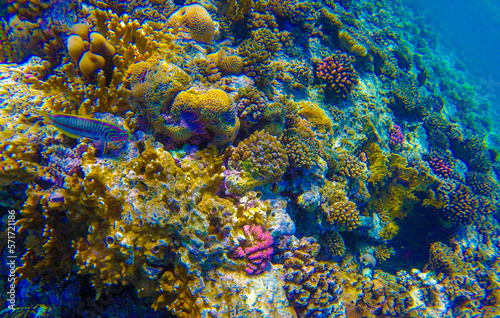 Fototapeta Naklejka Na Ścianę i Meble -  beautiful underwater world of coral reef d in the red sea in egypt.beautiful background with coral reef and fish underwater