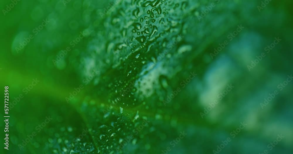 Water drop on Green Leaves Ecology Fresh Water Drops On Leaves Eco Droplets