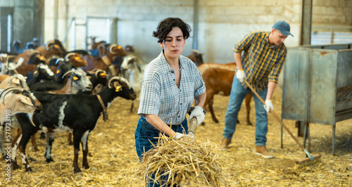 Hardworking young Latin woman farmer raising hay on pitchfork, making straw preparations for the winter in goat barn photo