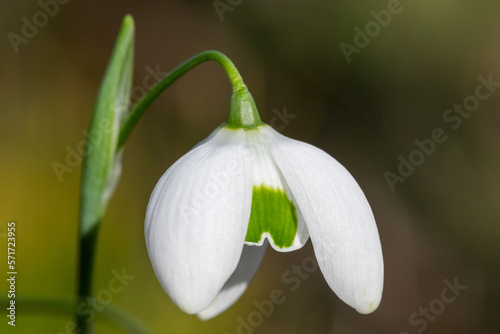 Close up of a galanthus nivalis flora pleno (double snowdrop) flower in bloom