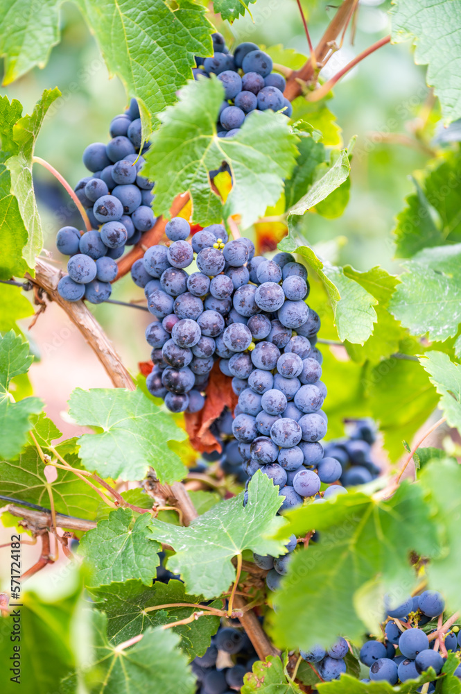 Blue fresh bunch of grapes hang on a vine plant in September before harvest