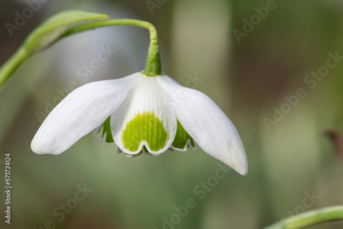 Close up of a galanthus nivalis flora pleno (double snowdrop) flower in bloom