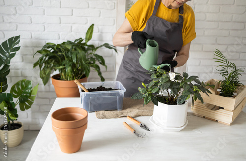 Gardening home close-up. Woman replanting and watering green plant from watering can in home. Potted green plants at home, home jungle, floral decor. Florist shop concept