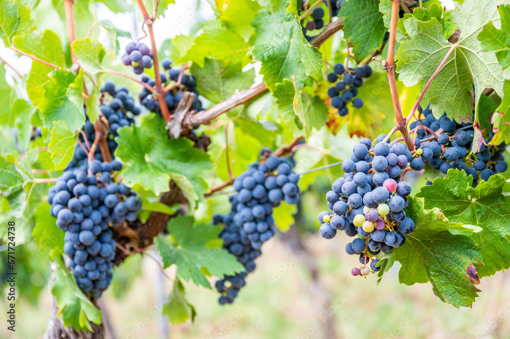 Blue fresh bunch of grapes hang on a vine plant in September before harvest