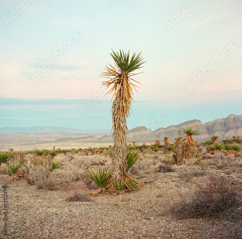 Yucca plan at sunset in the Nevada desert. © Paul Frederiksen