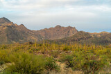 Field of saguaro or mexican cactuses with background mountains in late afternoon in sabino national park