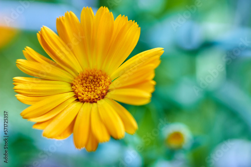 Blooming orange marigold flower close-up on a green meadow. Medicinal plants