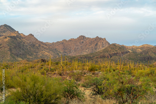 Field of saguaro or mexican cactuses with background mountains in late afternoon in sabino national park