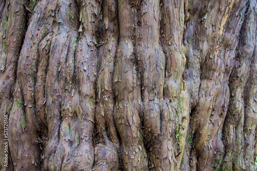 texture of the bark of the trunk of a very old millenary yew tree in El Tejedelo. Sanabria. Zamora photo