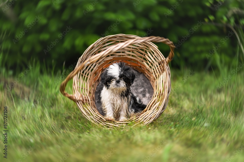 Φωτογραφία Shih tzu puppy of black and white color sitting in wicker basket at summer natur