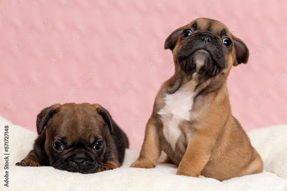Two cute puppies of french bulldog with different character. One puppy is active and interested and another is shy sleepy and lazy