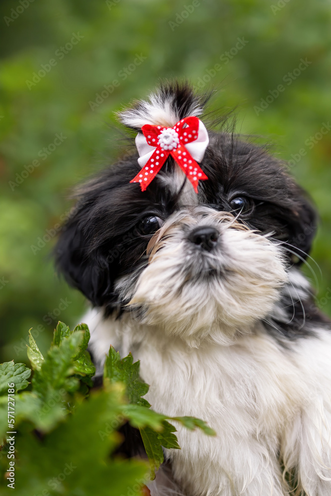 Φωτογραφία Close up portrait of shih tzu puppy of black and white color with red bow at summer nature