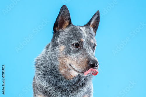 Portrait of australian cattle dog or blue heeler licking with tongue on blue background