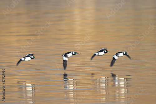 Bufflehead (Bucephala albeola) Ducks in Flight photo