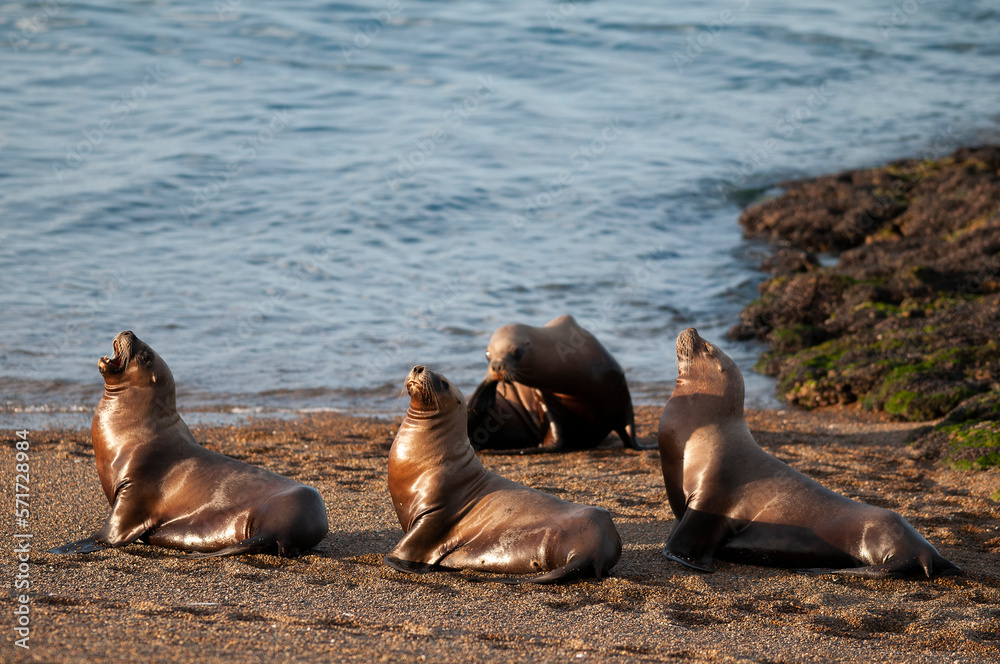 Fototapeta premium Sea Lions on beach, Peninsula Valdes, World Heritage Site, Patagonia, Argentina