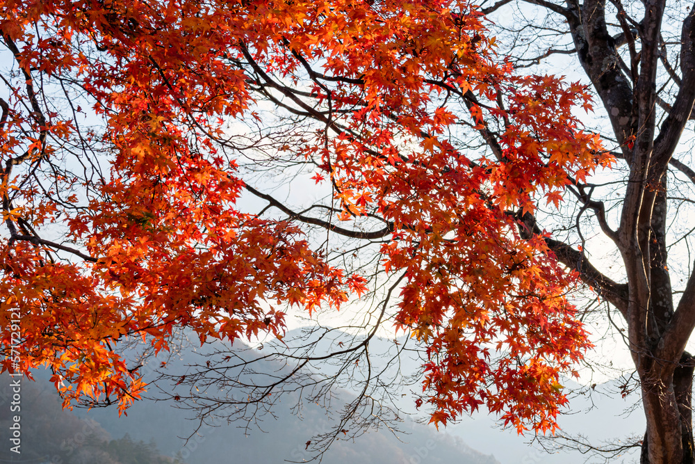 Beautiful autumn scene at Toyko, Japan	
