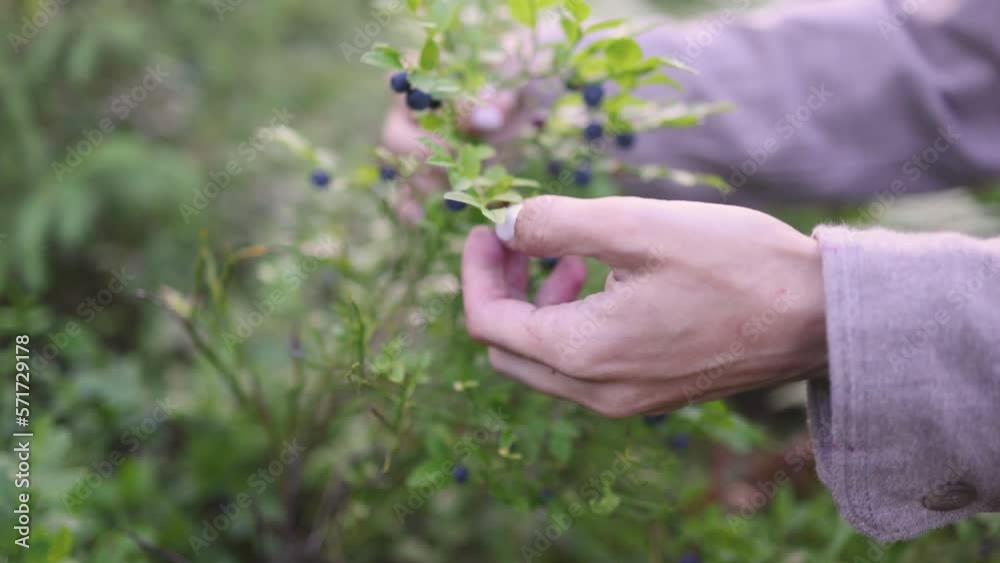 Process of collecting, harvesting and picking berries in the forest of Scandinavia, harvested berries, girl picking blueberry, bilberry, cranberry, strawberry lingonberry, cloudberry, and others
Process of collecting, harvesting and picking berries in the forest of Scandinavia, harvested berries, girl picking blueberry, bilberry, cranberry, strawberry lingonberry, cloudberry, and others