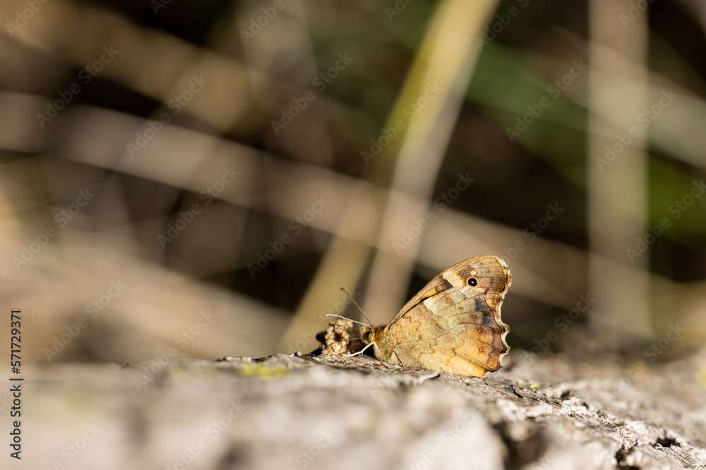 Mariposa posada en el tronco de un árbol.