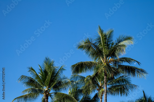 Wallpaper Mural Palm Trees on Waikiki Beach with a Daylight Moon Setting. Torontodigital.ca