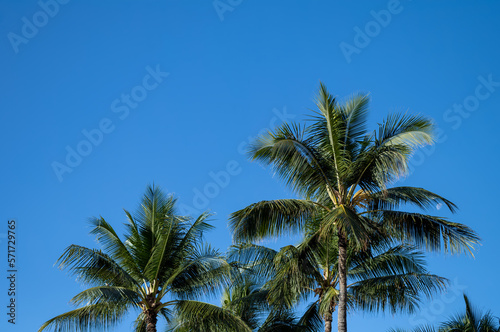Palm Trees on Waikiki Beach with a Daylight Moon Setting.