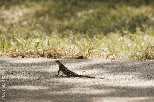 Texas spiny lizard on patio outdoors during summer, wildlife.