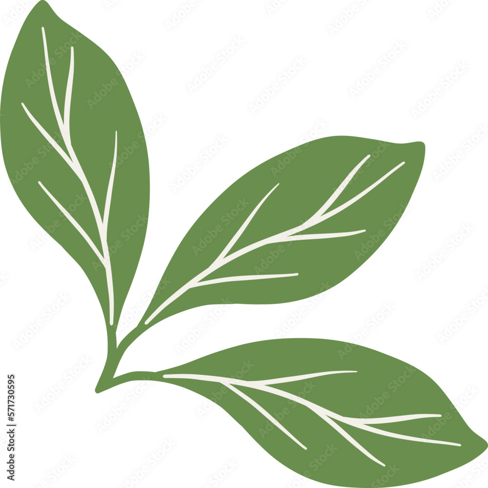 Fototapeta premium Green botanical leaves illustration