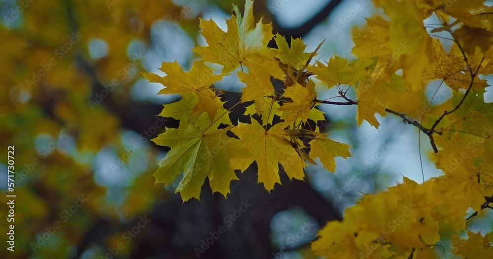 closeup of yellow foliage swaying in beautiful forest in autumn, maple tree in park, 4K, Prores closeup of yellow foliage swaying in beautiful forest in autumn, maple tree in park, 4K, Prores