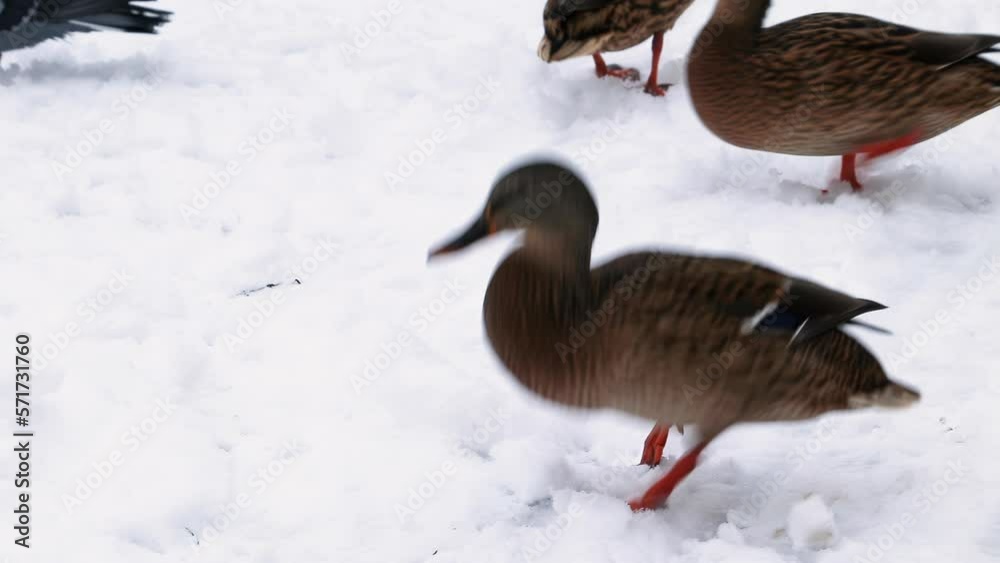 Wounded wild duck with broken leg walks in snow in winter. Birdwatching, duck hunting. Wounded wild duck with broken leg walks in snow in winter. Birdwatching, duck hunting.