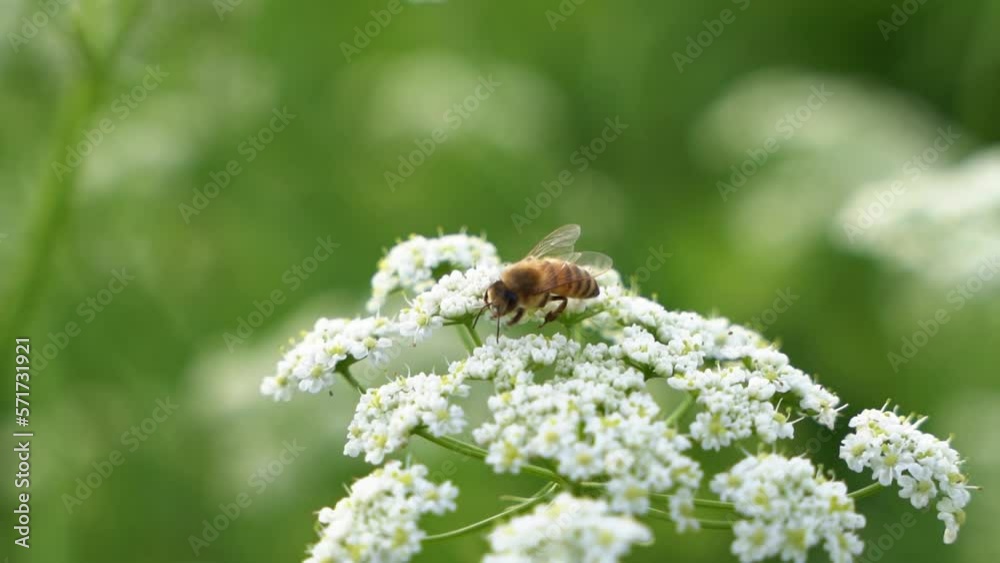 bee on the Wild cumin flower sways in the wind on a rustic field. Carum carvi. Close up of one honey bee flying around honeysuckle flowers bee collecting nectar pollen on spring sunny day slow motion bee on the Wild cumin flower sways in the wind on a rustic field. Carum carvi. Close up of one honey bee flying around honeysuckle flowers bee collecting nectar pollen on spring sunny day slow motion