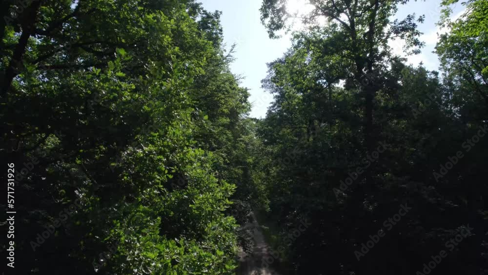 Oak forest in the morning sun. Walking path in the middle of an old oak forest on a beautiful summer day. Oak forest in the morning sun. Walking path in the middle of an old oak forest on a beautiful summer day.