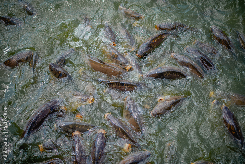 eine sehr große Anzahl von Fischen im See eine sehr große Anzahl von Fischen im See