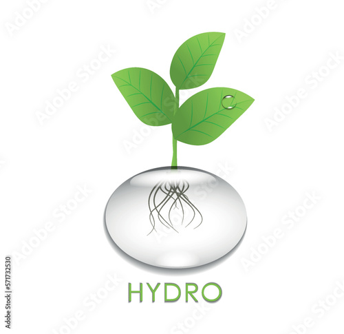 Wide banner. Growing vegetables and herbs in a hydroponic system. A plant grown in water. Aeroponic and hydroponic growing systems, convenience and cleanliness