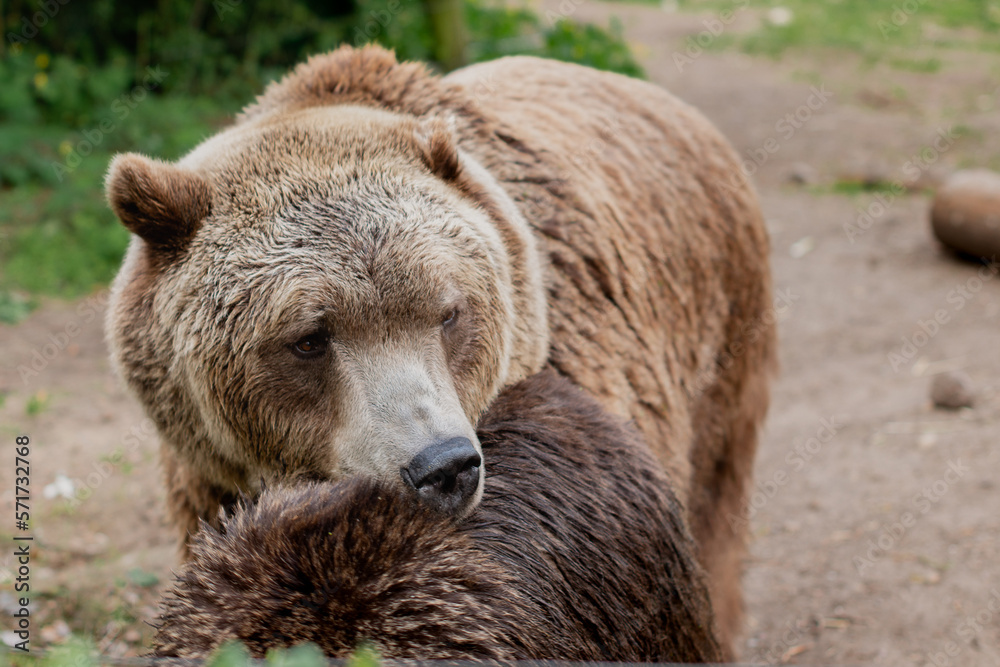Portrait of a brown bear who laid his head on his girlfriend. Animals in captivity.