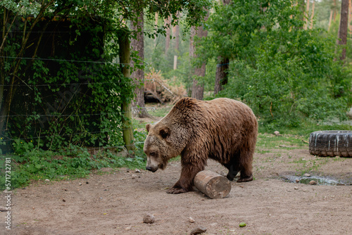 A brown bear steps over a log at the zoo. Animals in captivity.